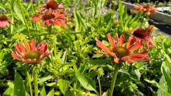 Echinacea 'Julia' Siilkübar